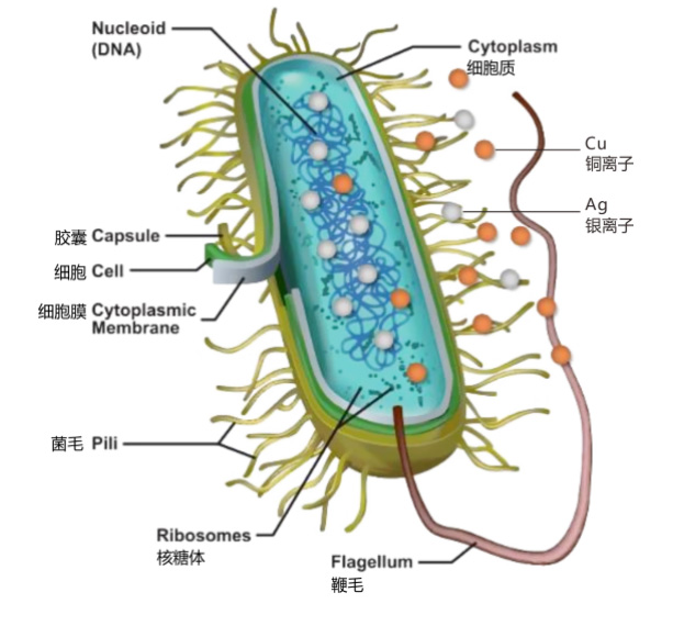 銀離子+銅離子=獨特的組合（hé）